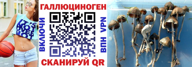 Купить  Белово  Галлюциногенные грибы Psilocybine cubensis 